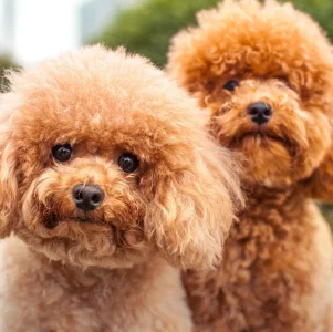 curly-haired-dogs-poodle-1576635002.webp