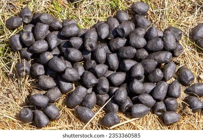 IMG_2902.webp IMG_2902.webp