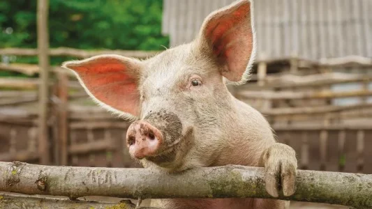 20. iStock_A Pig for Progress (1).webp