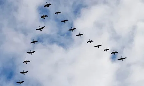 Nigels Adkins Geese.webp