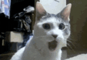 IMG_5177.gif
