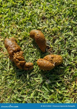 presence-tapeworm-type-intestinal-worm-dog-s-feces-presence-tapeworm-type-intestinal-worm-dog...webp presence-tapeworm-type-intestinal-worm-dog-s-feces-presence-tapeworm-type-intestinal-worm-dog...webp