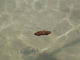 upload_2017-5-25_10-44-19.jpeg upload_2017-5-25_10-44-19.jpeg