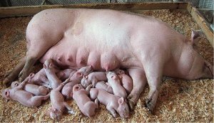 pigs-sucking.jpg