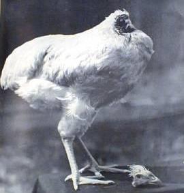 mike the headless chicken.jpg