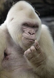 albino_gorilla2.jpg