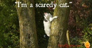 scaredy-cat-meme.jpg
