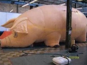 piggrounded.JPG