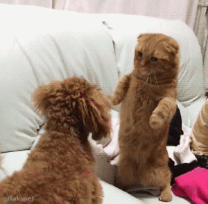 8aece252608e7206f8f14ce65280d963.gif