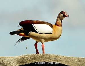 IMG_1609.JPG