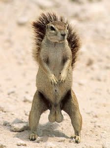 squirrel_nuts.jpg