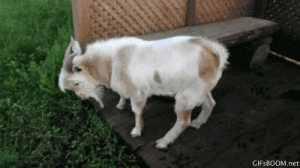 1B9A3053-F398-4D56-8FDD-AAD400DA4EC6.gif