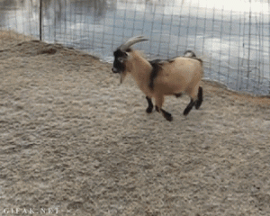 giphy-1.gif