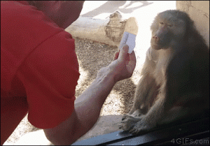 Monkey magic.gif