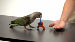 Mid table budgie.jpg