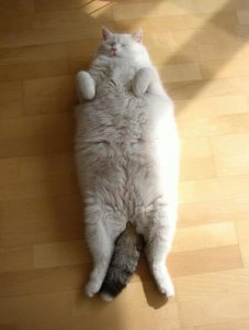 resized_large_kitty.jpg