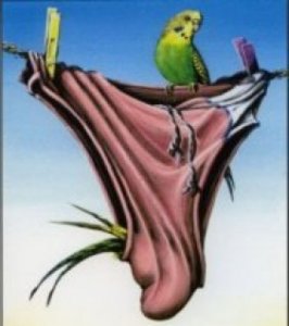 budgie-smugglers.jpg