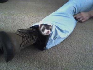 trouser ferret.jpg