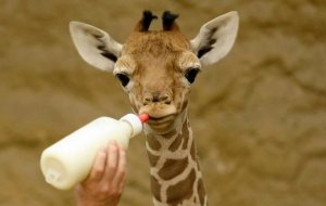 baby_giraffe_with_milk_bottle_pexels.jpg
