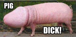 pig dick.jpg