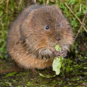 vole.jpg