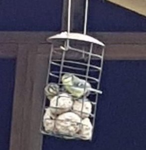 bird feeder.jpg