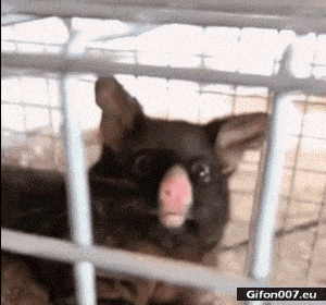 9BC31270-6A2C-4AC5-B4EC-25114DB26B5A.gif