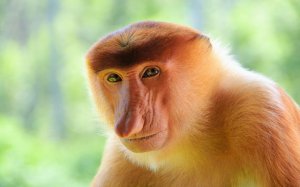 proboscis-monkey-07-790x494.jpg