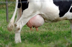 dairy-cow-udders.jpg