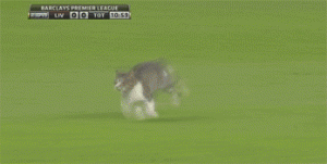 Ezh.gif