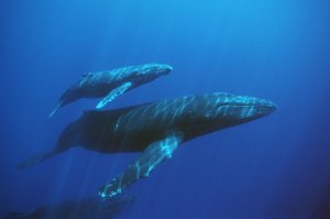 Blue_Whales.jpg