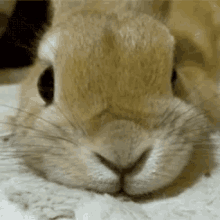 tenor (7).gif
