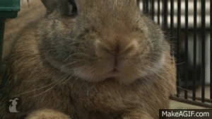 TYhZv-.gif