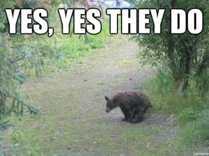Do Bears.jpg