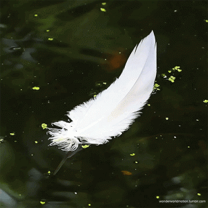 feathers.gif feathers.gif