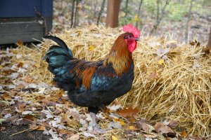 rooster-1284283_960_720.jpg rooster-1284283_960_720.jpg