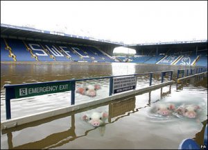 piggiesswimming.jpg
