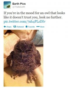 earthpic angry owl.jpg