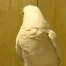 giphy[1].gif