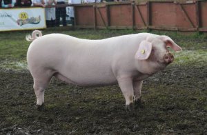 gys-pig-champ.jpg gys-pig-champ.jpg