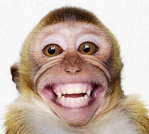 MONKEY.jpg
