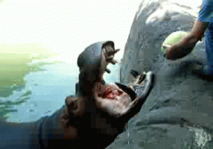 NOTm1Rl.gif