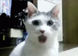 20E596C3-7823-4CF1-8E22-489AD54D1081.gif 20E596C3-7823-4CF1-8E22-489AD54D1081.gif