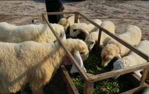 sheep fans.PNG