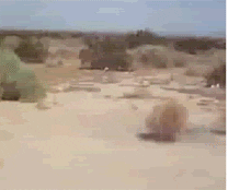 giphy (10).gif