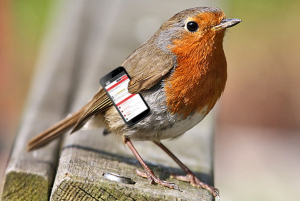 robin.png