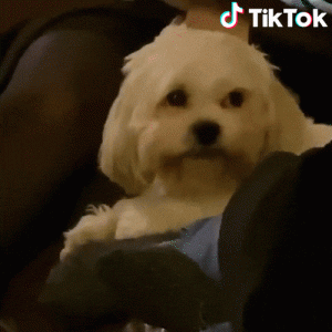tiktok.gif