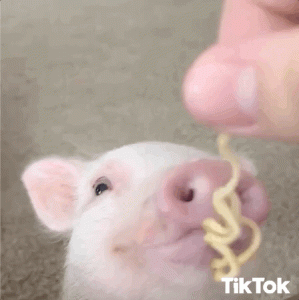 pig tiktok.gif