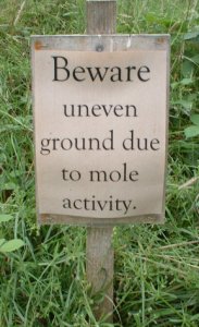 mole.jpg mole.jpg