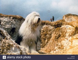 digby-the-biggest-dog-in-the-world-date-1973-K38T2E.jpg